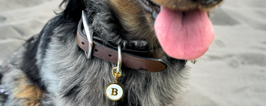 Dog wearing majestic initial letter Pawelry jewelry pendant while at the beach.