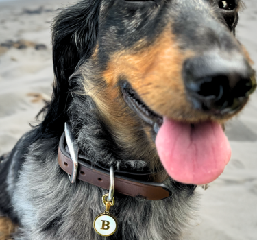 Dog wearing majestic initial letter Pawelry jewelry pendant while at the beach.