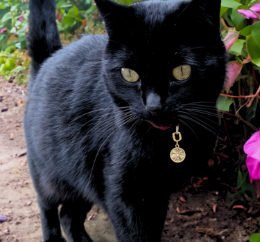 Black cat wearing Pawelry jewelry pendant: Blanca while outdoors.