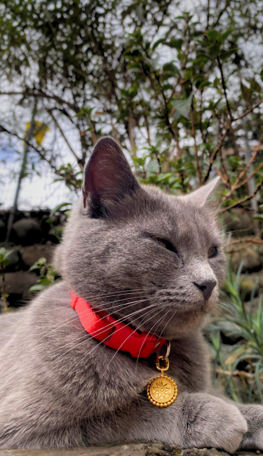 Gray russian blue cat wearing the Nordic Pawelry jewelry pendant on a red collar.