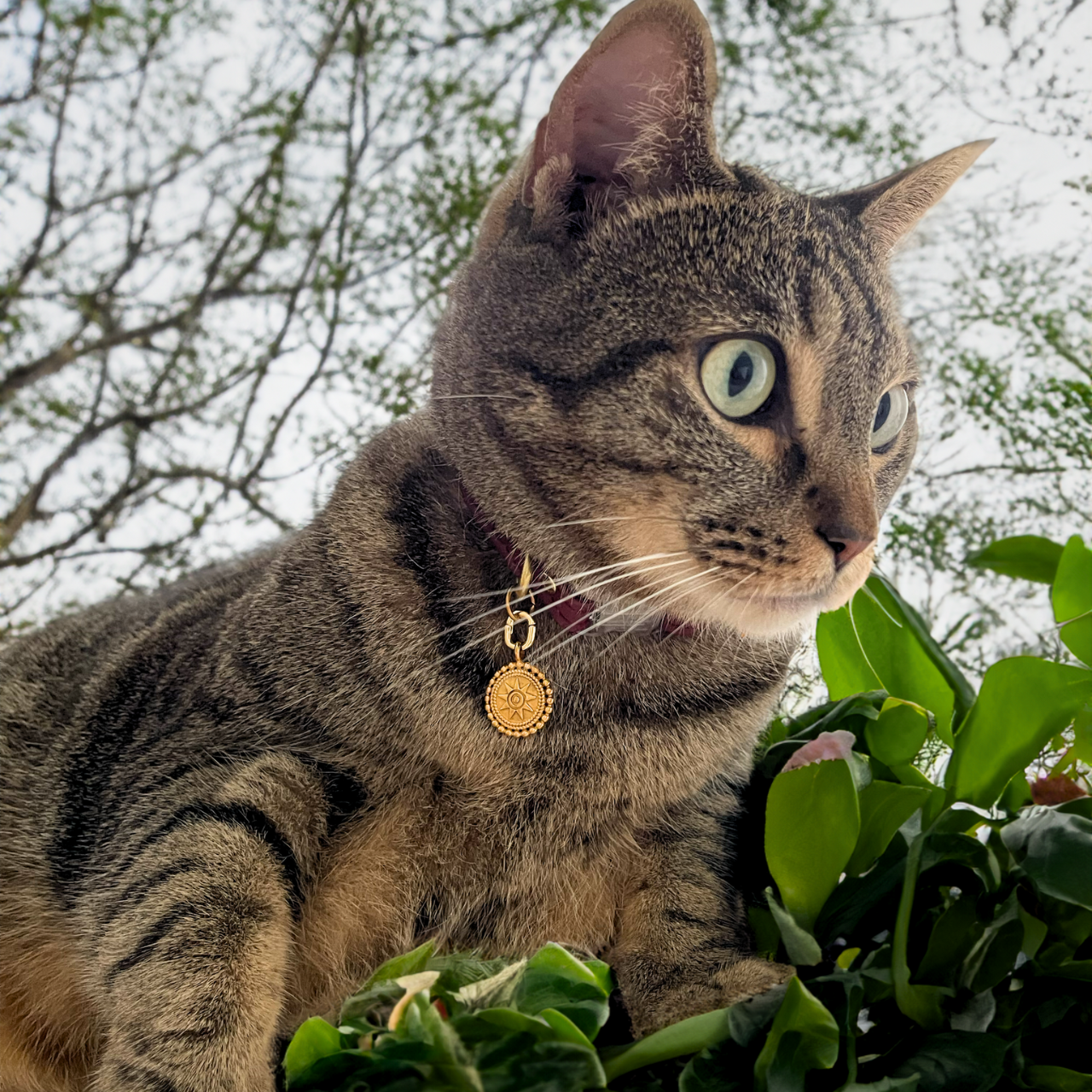 American shorthair cat wearing Pawelry Nordic jewelry pendant outside sitting on plants.