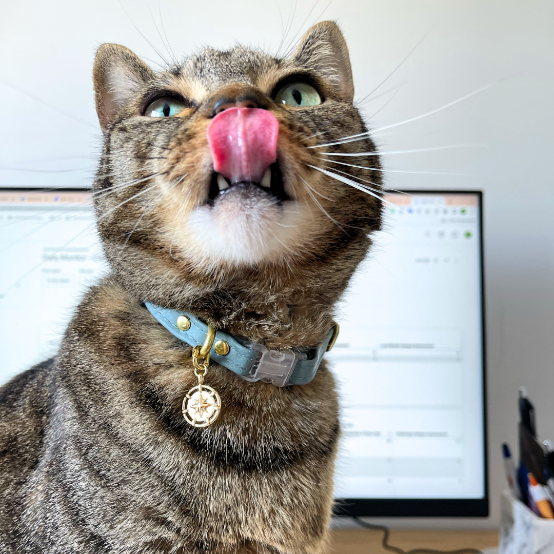 Celestial Cat Collars